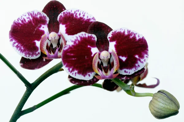 Bud de ramo de uma orquídea — Fotografia de Stock