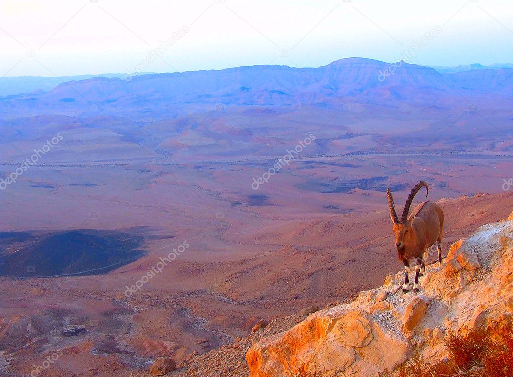Mountain billy-goat