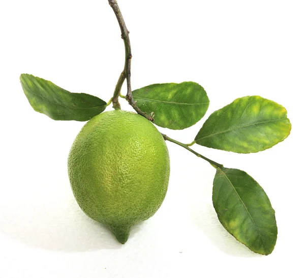 Citron med gren — Stockfoto