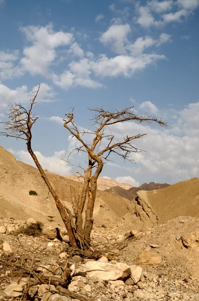 Tree in desert Arava — Stock Photo, Image