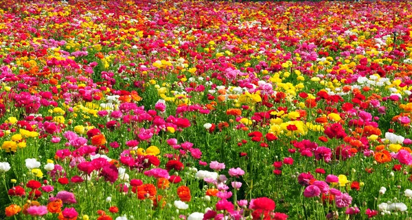 Натуральные цветы Стоковое Фото