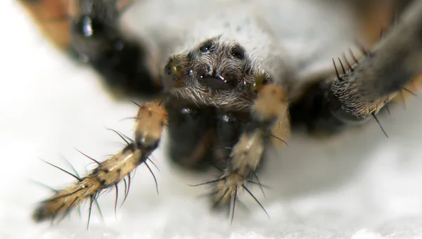蜘蛛的头 — 图库照片