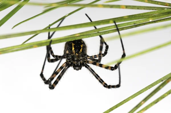 Kıllı örümceği — Stok fotoğraf