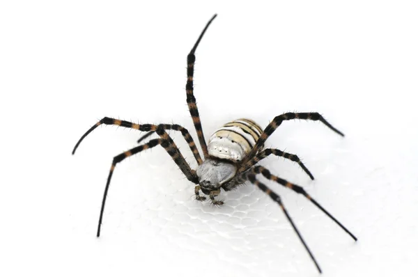 Chlupatý pavouk — Stock fotografie