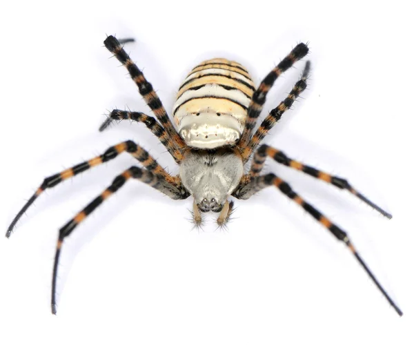 Owłosiony pająk — Zdjęcie stockowe