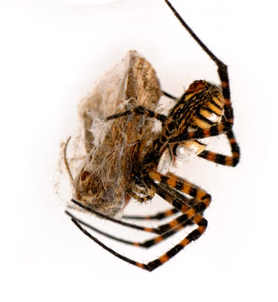 Spider a jeho oběť — Stock fotografie