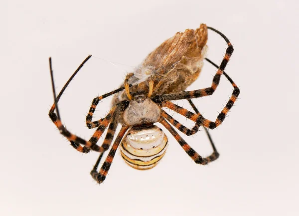 Örümcek ve onun kurbanı — Stok fotoğraf