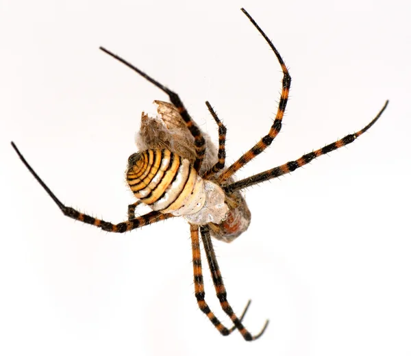 Spider y su víctima —  Fotos de Stock