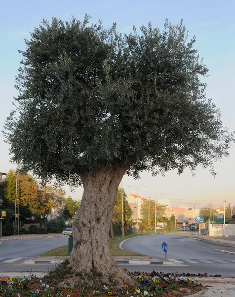 Символ мира оливкового дерева — стоковое фото