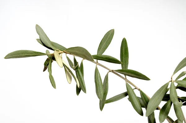 Gałązką oliwną symbol pokoju — Zdjęcie stockowe