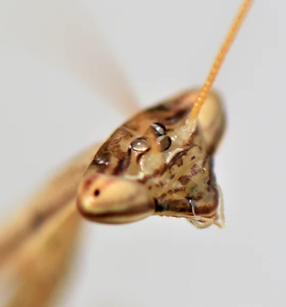 Larva голову на Mantid — стокове фото