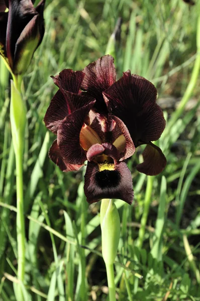 Zwarte iris — Stockfoto