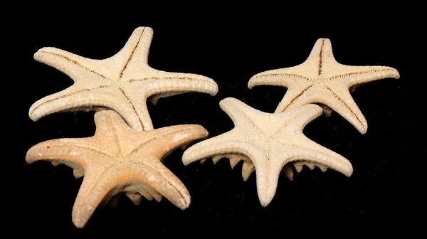 Starfishes torkade — Stockfoto