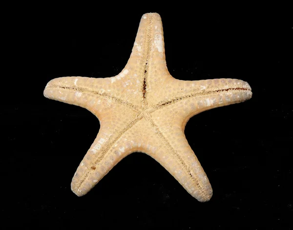Starfishe sušené — Stock fotografie