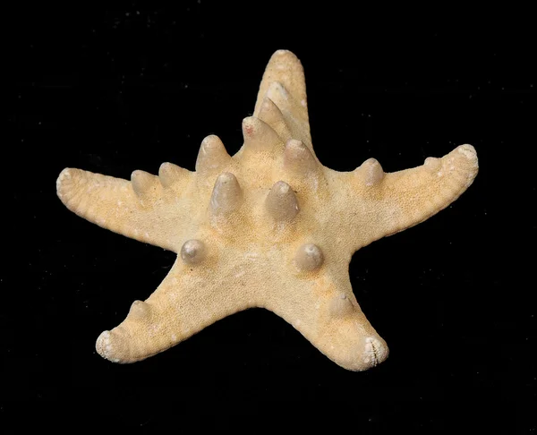Starfishe seco — Foto de Stock