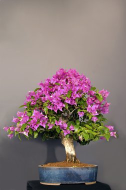 Bougainvillea. clipart