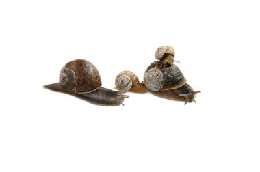 Family of snails. clipart