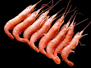 Frozen shrimps on black. clipart