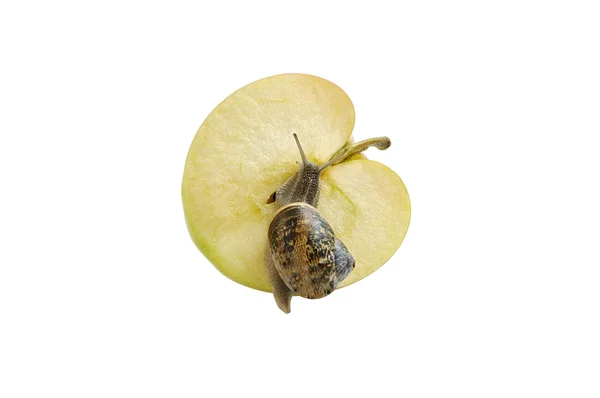 Garden snail creeping on cut ripe apple. — Stock Photo, Image