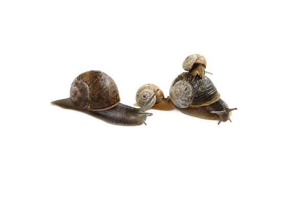 stock image Family of snails.