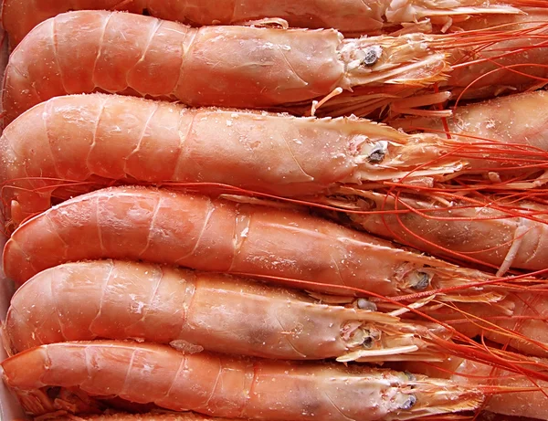 Shrimps. — Stock Photo, Image