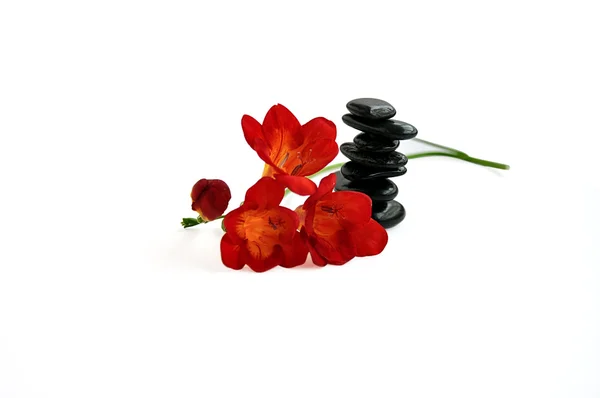 Balancing stones and red freesia. — Stock Photo, Image