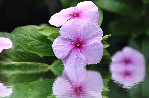 stock image Periwinkle flower.