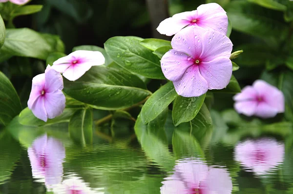 stock image Periwinkle flower.