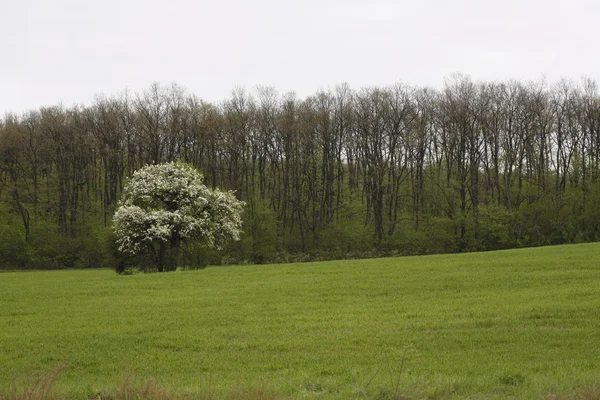 stock image Landscape with tree blossomed