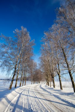 Frost covered birch tree allay in winter clipart