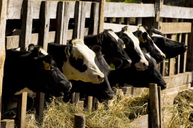 Cows in feeding place clipart