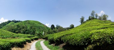 Cameron Highlands