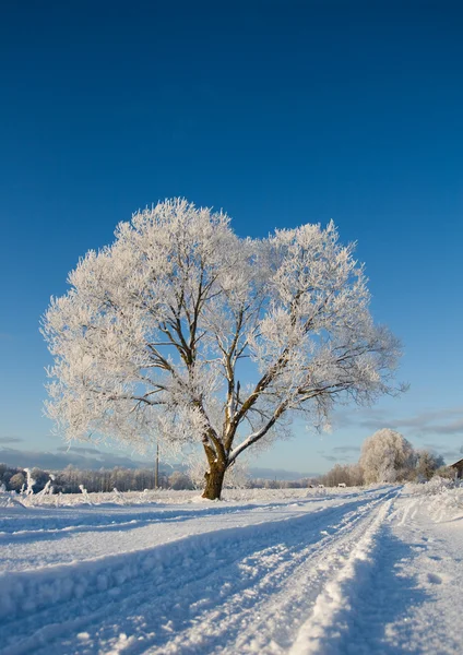 Frostbedeckter Baum — Stockfoto