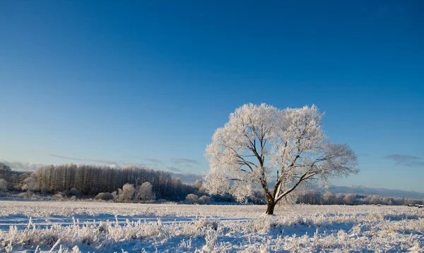 霜覆われたツリー — ストック写真