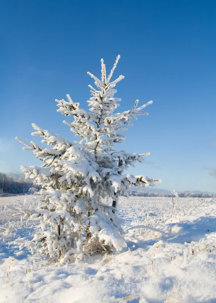 Frost bedeckt Weihnachtsbaum — Stockfoto