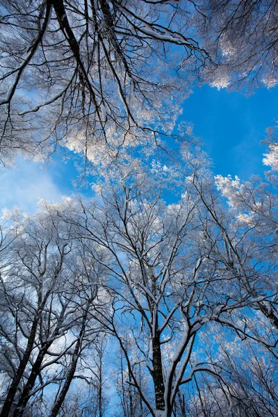 霜に覆われた白樺の木 — ストック写真