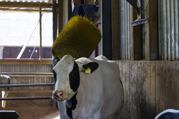 Cow massage — Stock Photo, Image