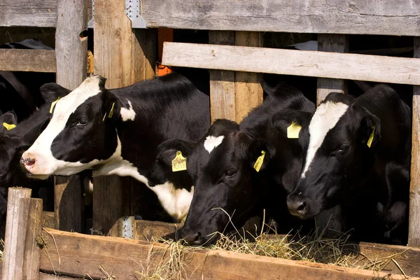 Lieu d'alimentation des vaches — Photo
