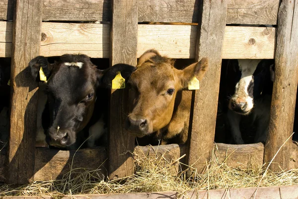 Cows in feeding place — Stock Photo, Image