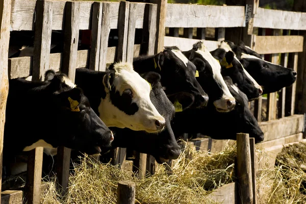 Krávy v krmení místo — Stock fotografie