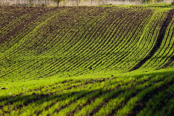 stock image Winter crop field