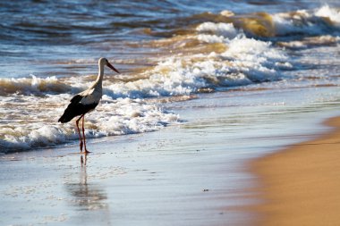 White stork in flight clipart