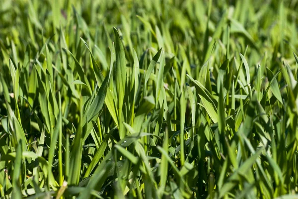 Nuova erba verde — Foto Stock