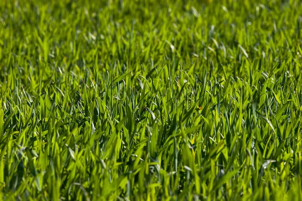 Nytt grönt gräs — Stockfoto