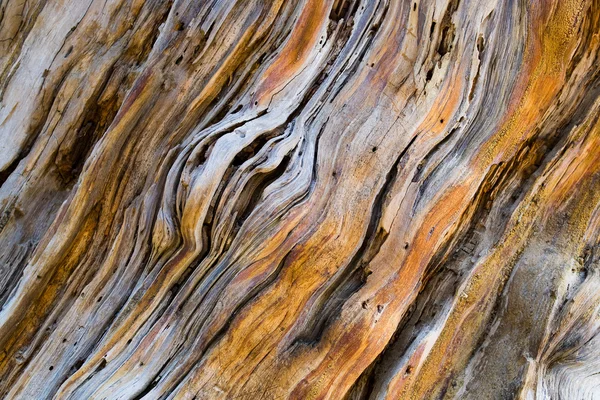 Stock image Old pine tree wooden texture