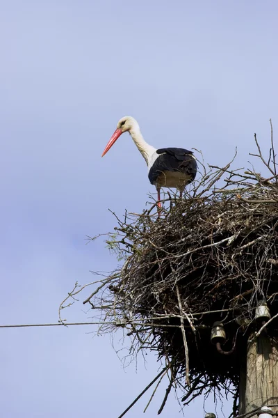 stock image White Stork in nest