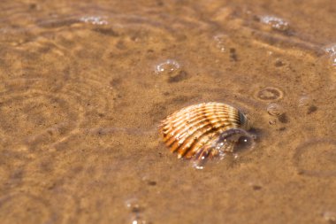 Shell Beach