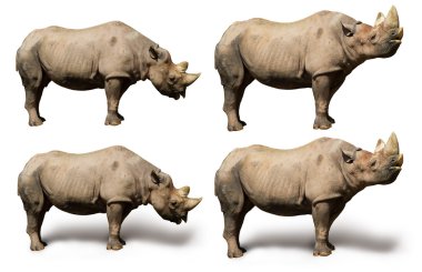 Rhino isolated on white clipart