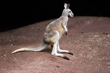 Standing kangaroo clipart