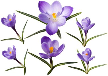 Colection of crocus flowers clipart